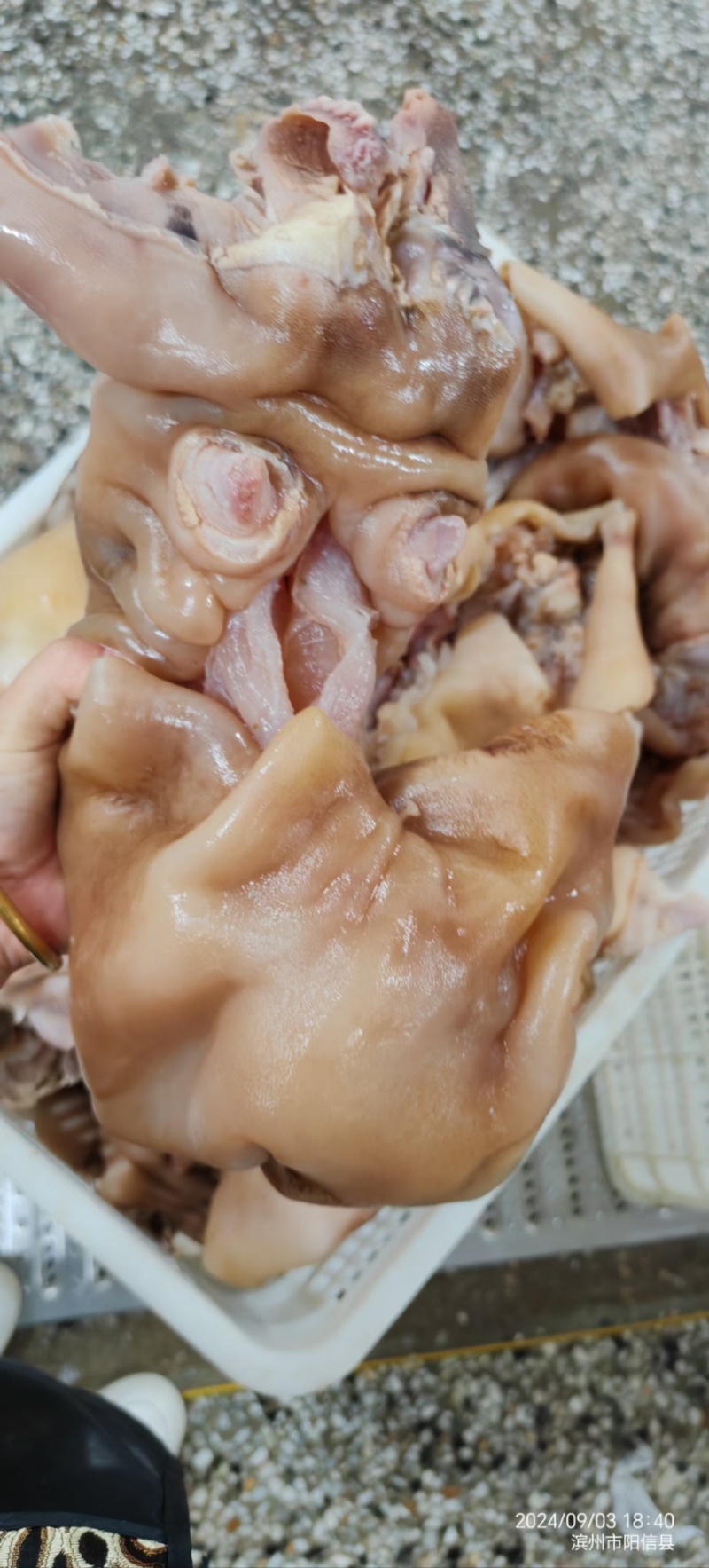 去骨熟牛蹄纯火烧，筋都带着每天新货，屠宰场大公牛蹄实图拍