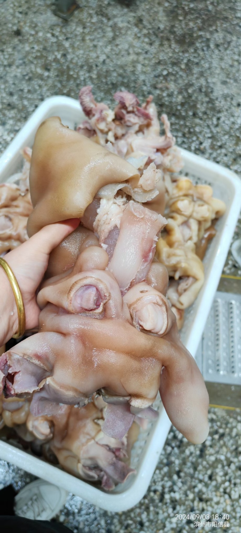 去骨熟牛蹄纯火烧，筋都带着每天新货，屠宰场大公牛蹄实图拍