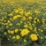 国庆菊、菊花批发、14杯国庆菊批发