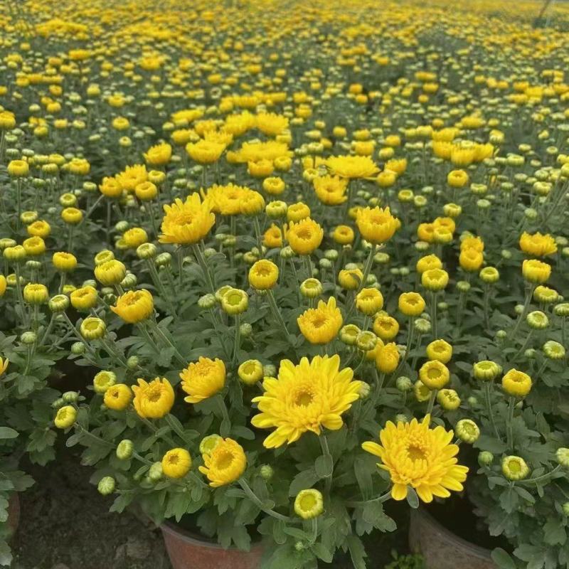国庆菊、菊花批发、14杯国庆菊批发