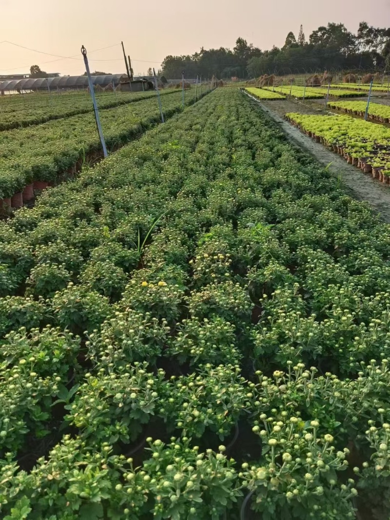 国庆菊、菊花批发、14杯国庆菊批发