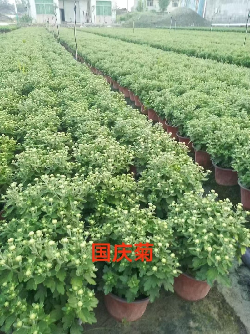 国庆菊、菊花批发、14杯国庆菊批发