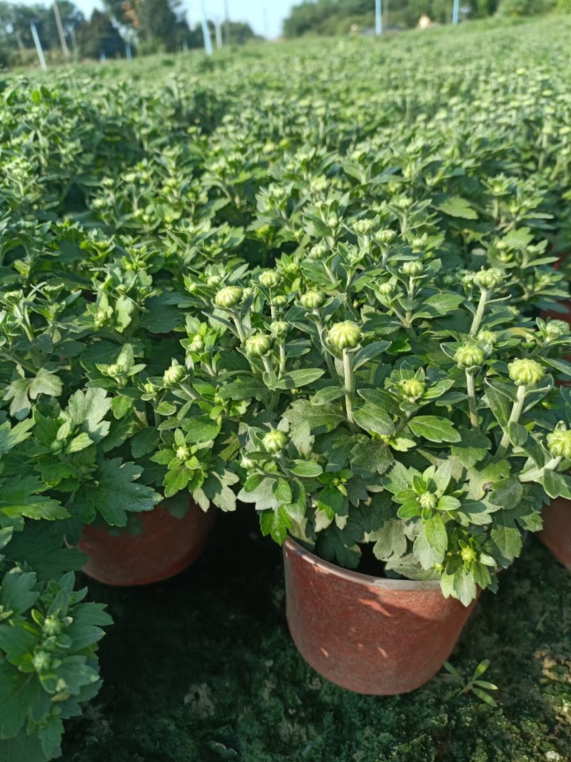 国庆菊、菊花批发、14杯国庆菊批发