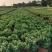 国庆菊、菊花批发、14杯国庆菊批发