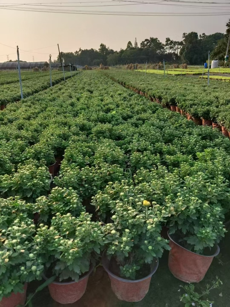 国庆菊、菊花批发、14杯国庆菊批发