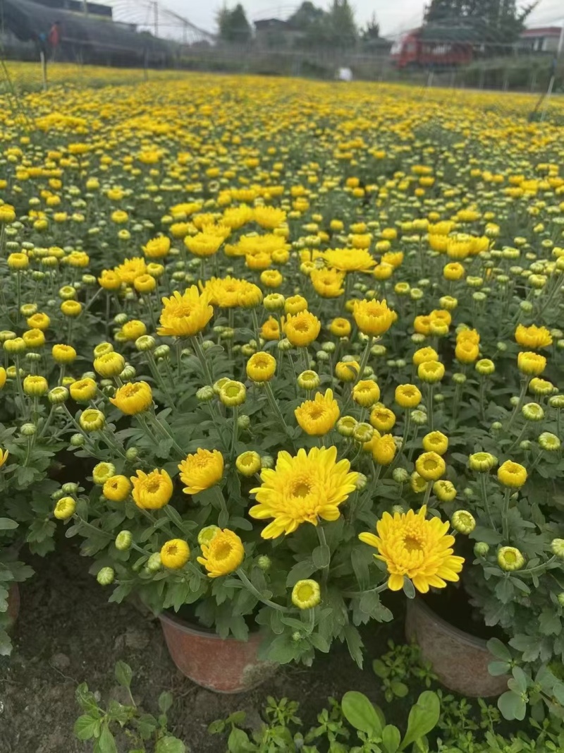 国庆菊、菊花批发、14杯国庆菊批发