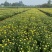 国庆菊、菊花批发、14杯国庆菊批发