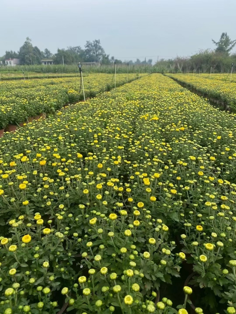 国庆菊、菊花批发、14杯国庆菊批发
