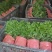 国庆菊、菊花批发、14杯国庆菊批发