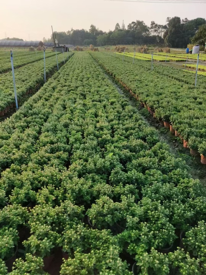 国庆菊、菊花批发、14杯国庆菊批发