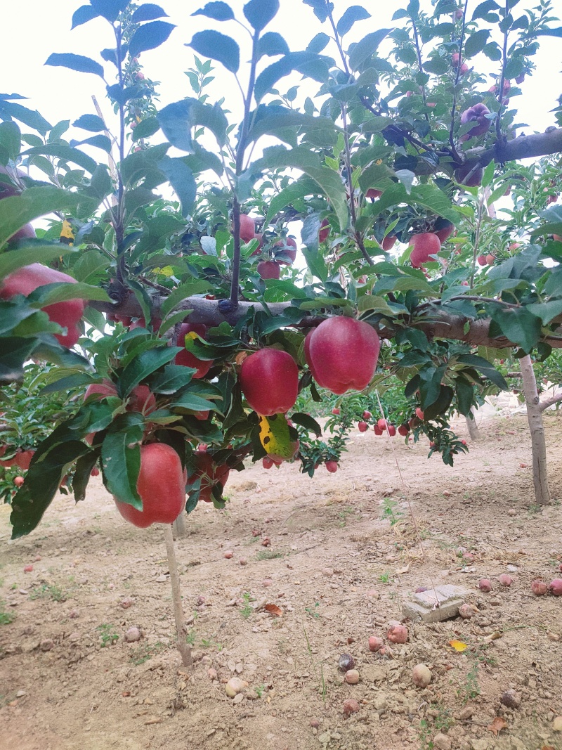 天水花牛苹果产园地直供货一手货源支持一件代发货