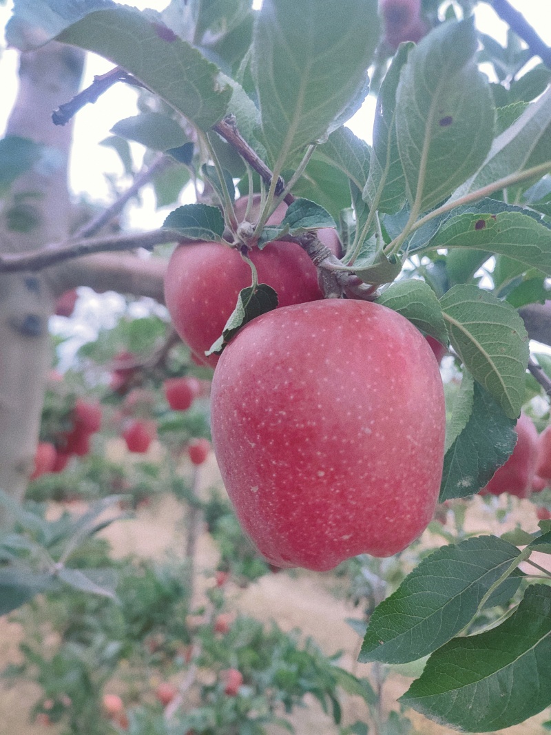天水花牛苹果产园地直供货一手货源支持一件代发货