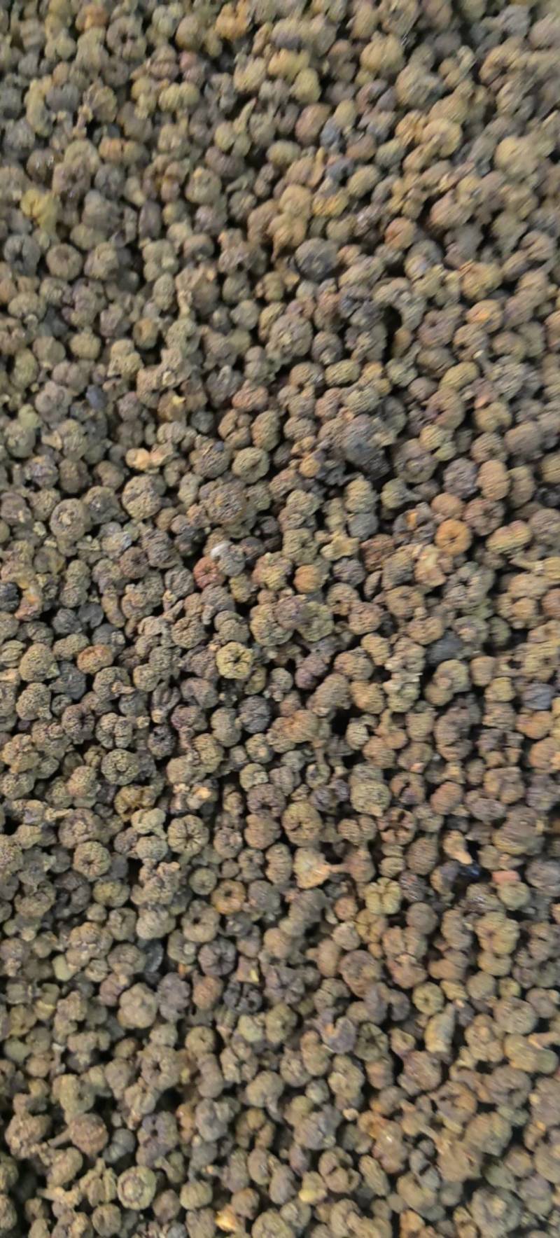 吴茱萸精品中花味道浓郁今年新货