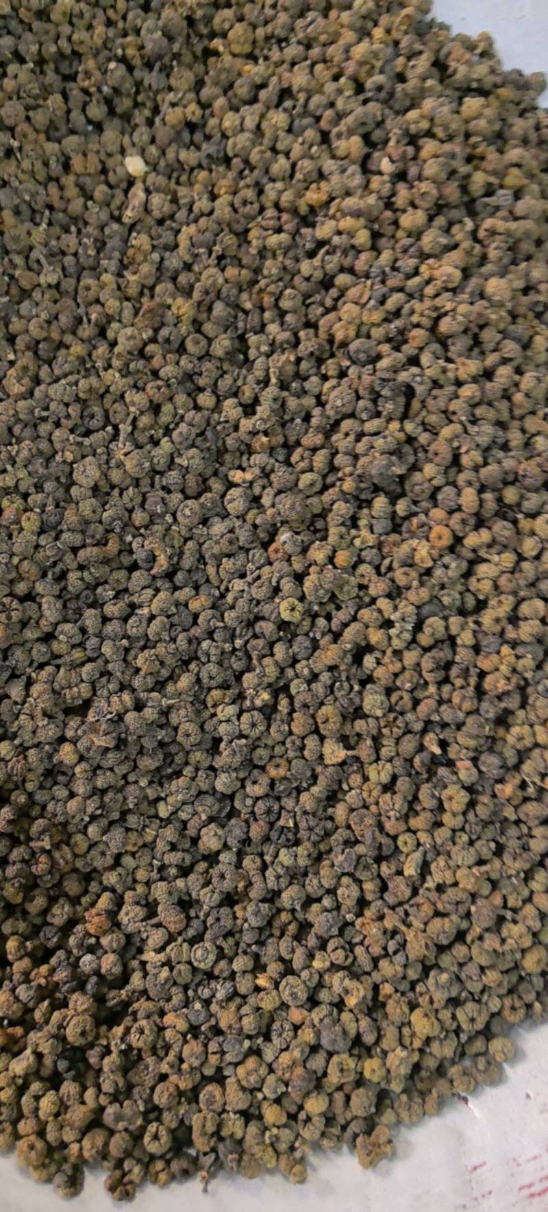吴茱萸精品中花味道浓郁今年新货