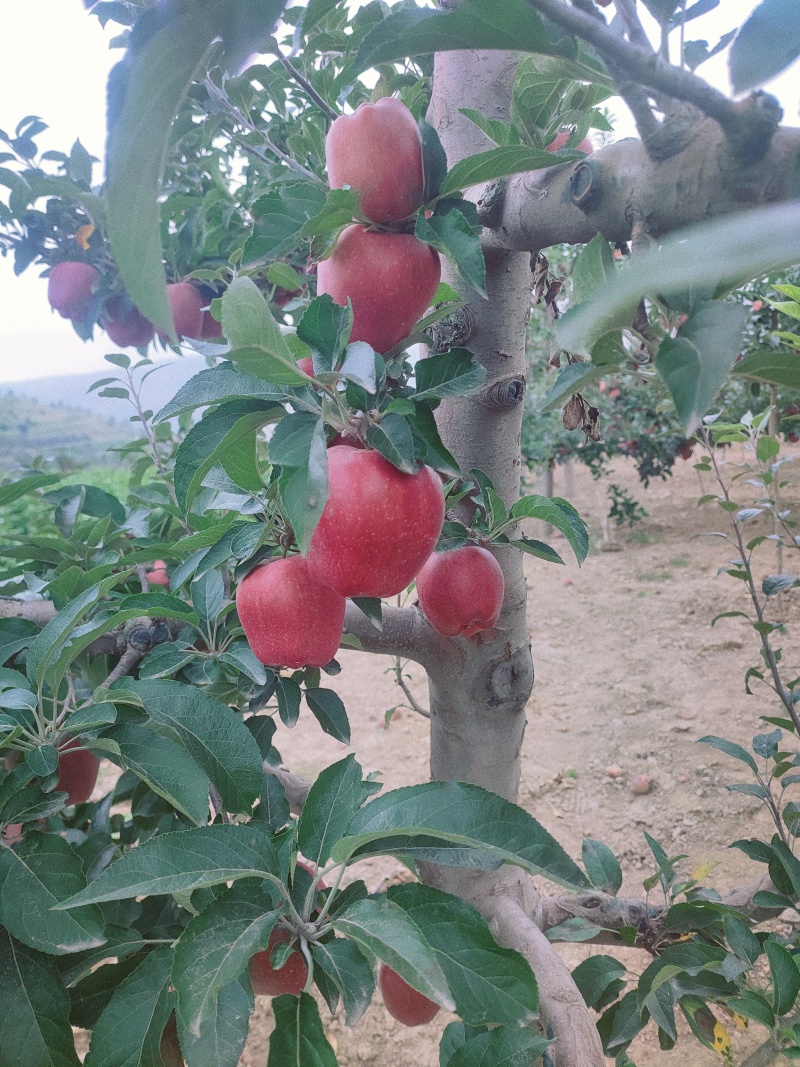 天水花牛苹果产园地直供货一手货源支持一件代发货