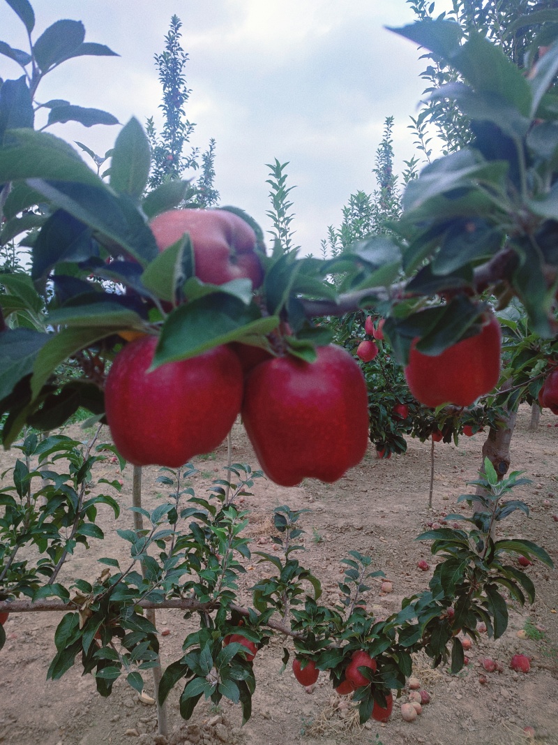 天水花牛苹果产园地直供货一手货源支持一件代发货