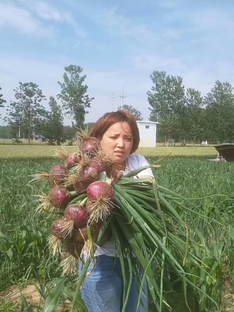 早生赤玉2号洋葱种子杂交早熟扁平耐抽苔紫红皮高产甜脆洋葱