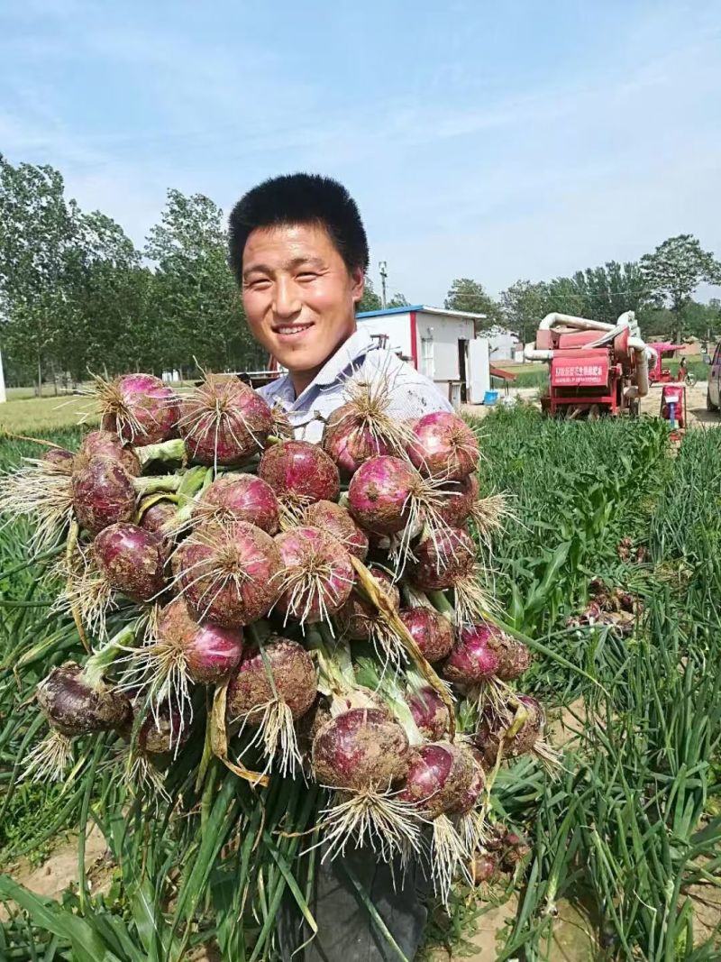早生赤玉2号洋葱种子杂交早熟扁平耐抽苔紫红皮高产甜脆洋葱
