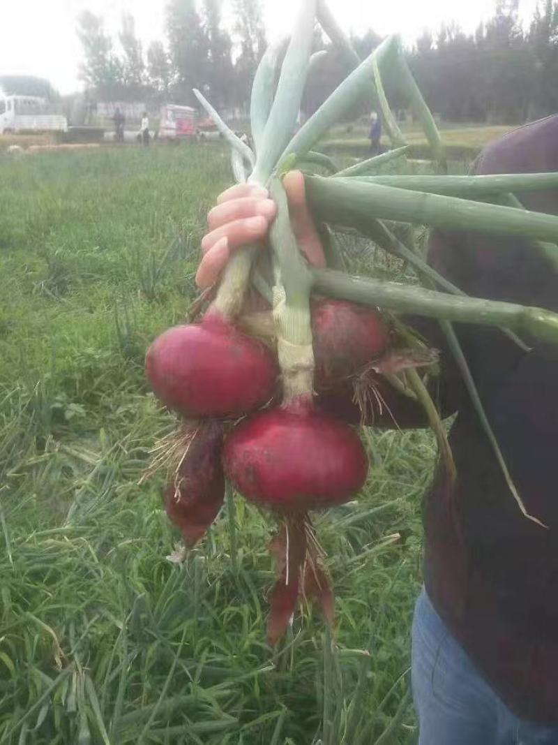 早生赤玉2号洋葱种子杂交早熟扁平耐抽苔紫红皮高产甜脆洋葱