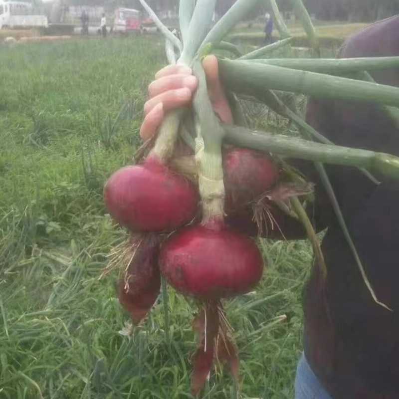 早生赤玉2号洋葱种子杂交早熟扁平耐抽苔紫红皮高产甜脆洋葱