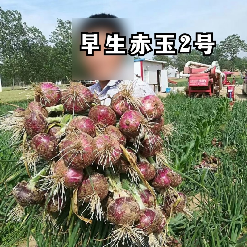 早生赤玉2号洋葱种子杂交早熟扁平耐抽苔紫红皮高产甜脆洋葱