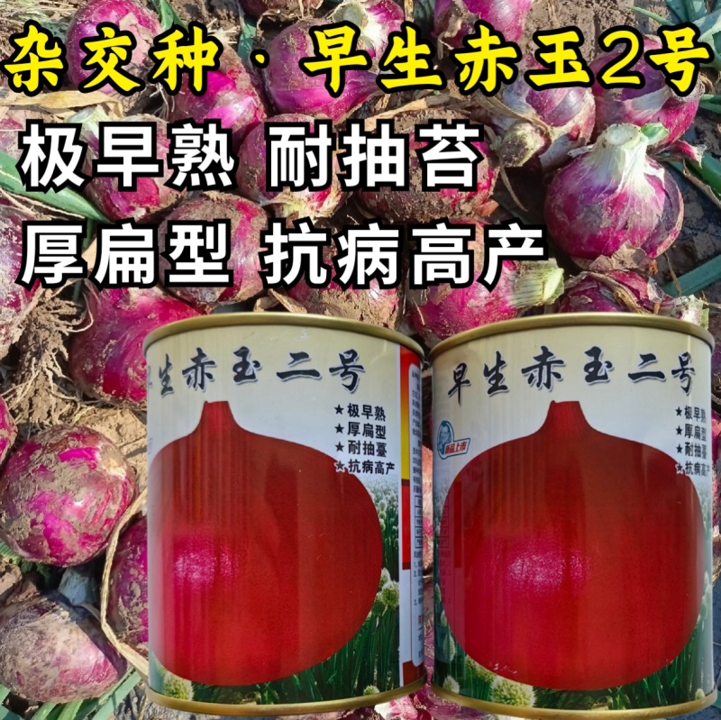 早生赤玉2号洋葱种子杂交早熟扁平耐抽苔紫红皮高产甜脆洋葱