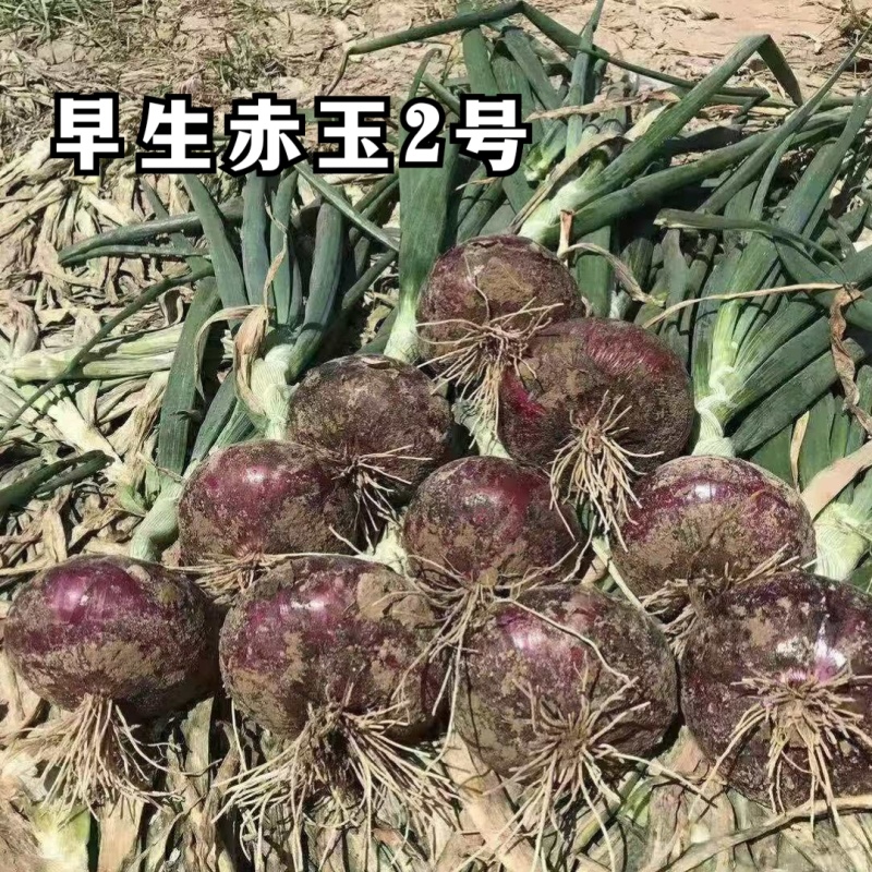 早生赤玉2号洋葱种子杂交早熟扁平耐抽苔紫红皮高产甜脆洋葱