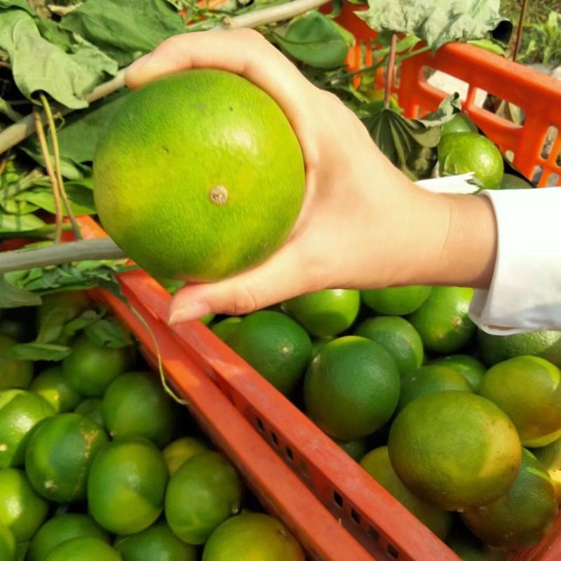 精品特早蜜橘大量上市品质保证一手货源量大从优