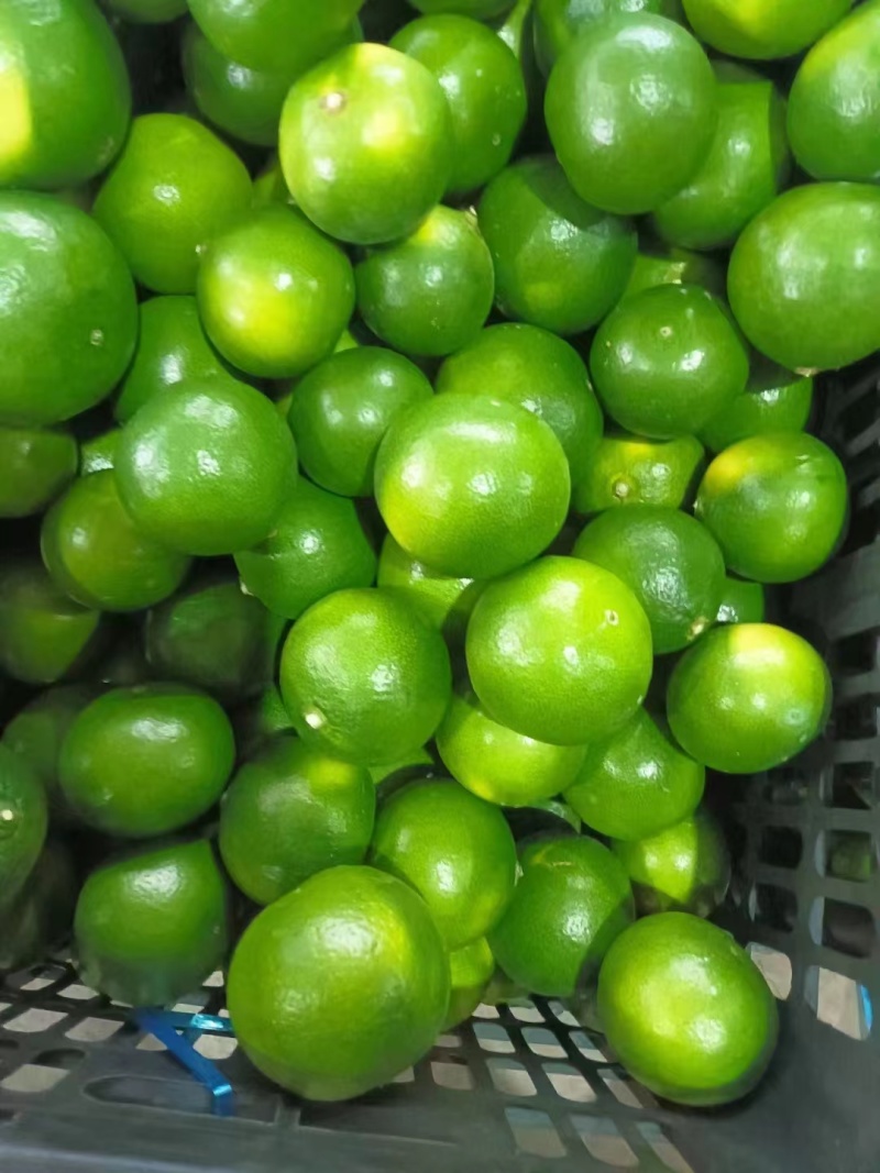 精品特早蜜橘大量上市品质保证一手货源量大从优