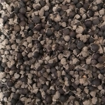 蔓荆子江西蔓荆子进口蔓荆子规格齐全地道药材味道浓