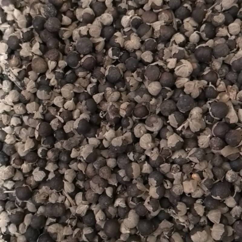 蔓荆子江西蔓荆子进口蔓荆子规格齐全地道药材味道浓