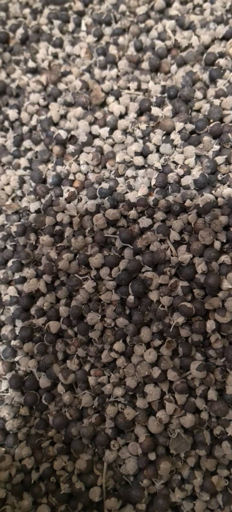 蔓荆子江西蔓荆子进口蔓荆子规格齐全地道药材味道浓