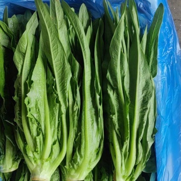精品，云南，油麦菜，