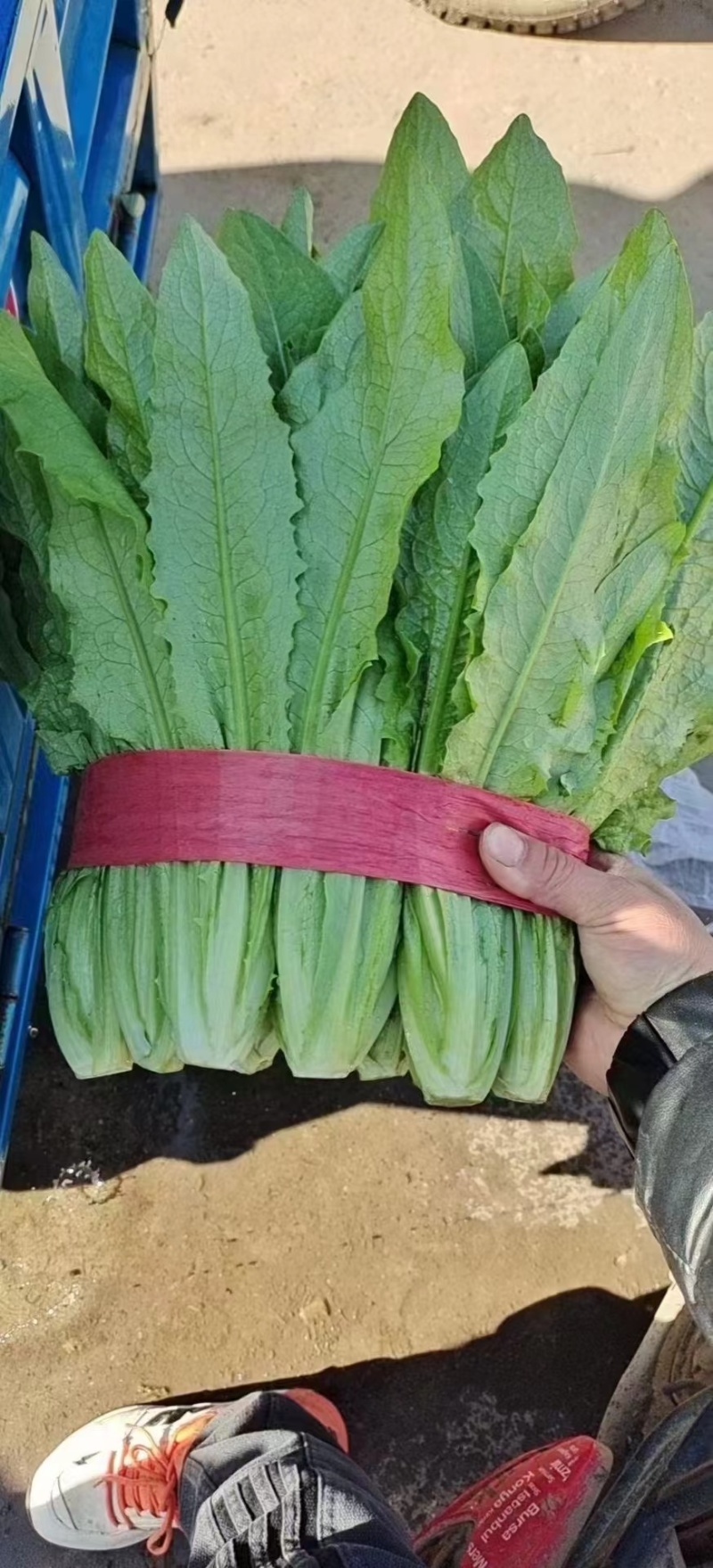 精品，云南，油麦菜，