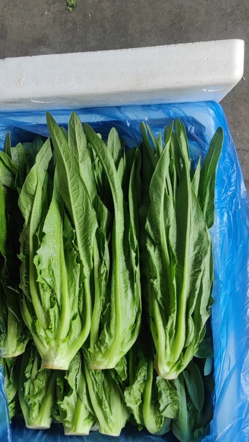 精品，云南，油麦菜，