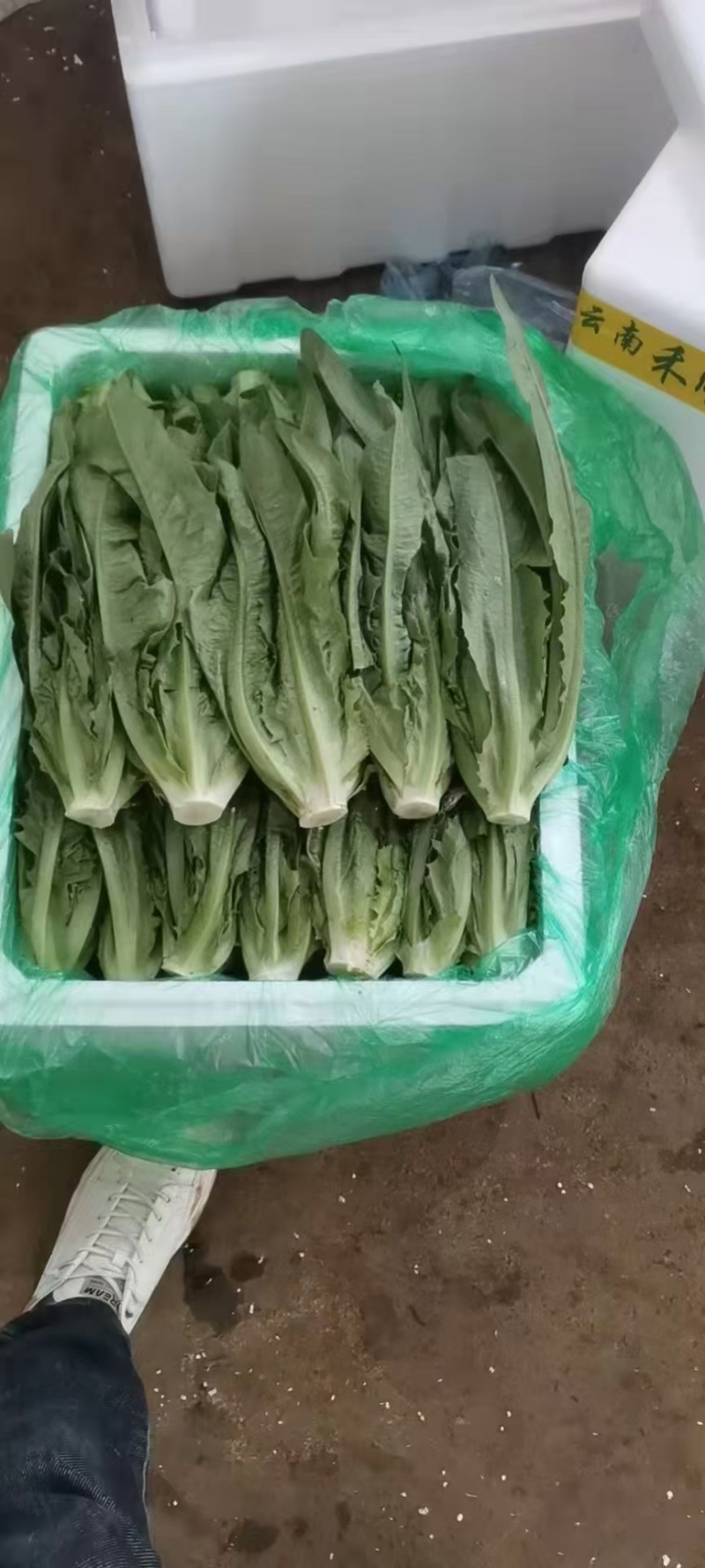 精品，云南，油麦菜，