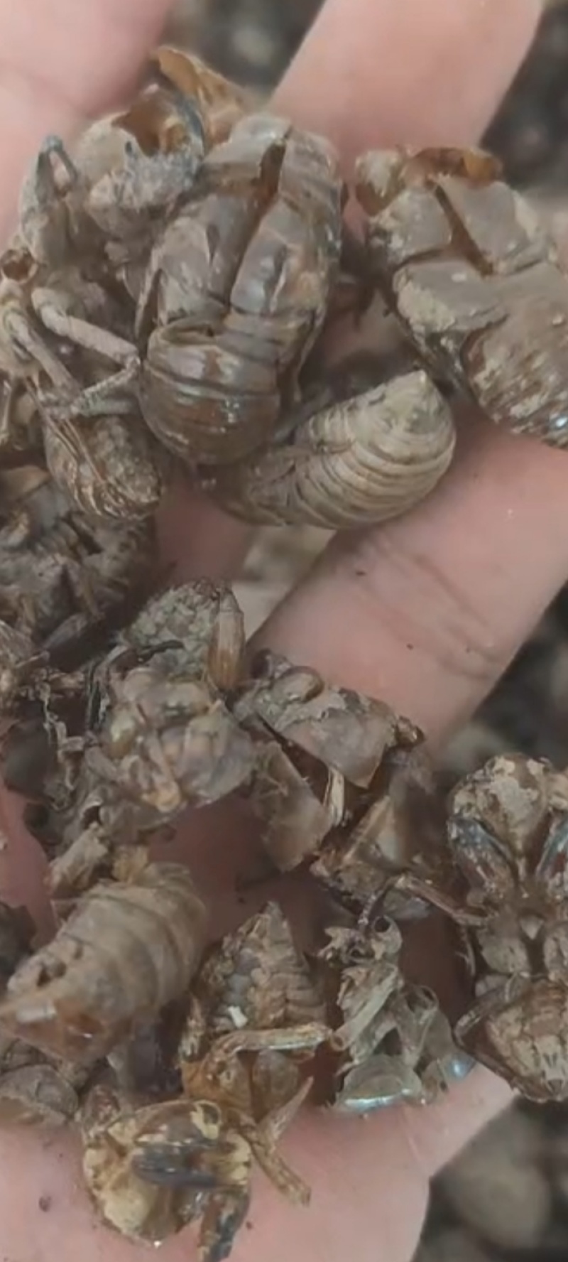 蝉蜕24小时在线服务随时有货厂家直销正品保障