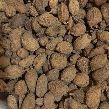 黄砂仁进口砂仁毛砂仁圆果货干度走货源稳定量大