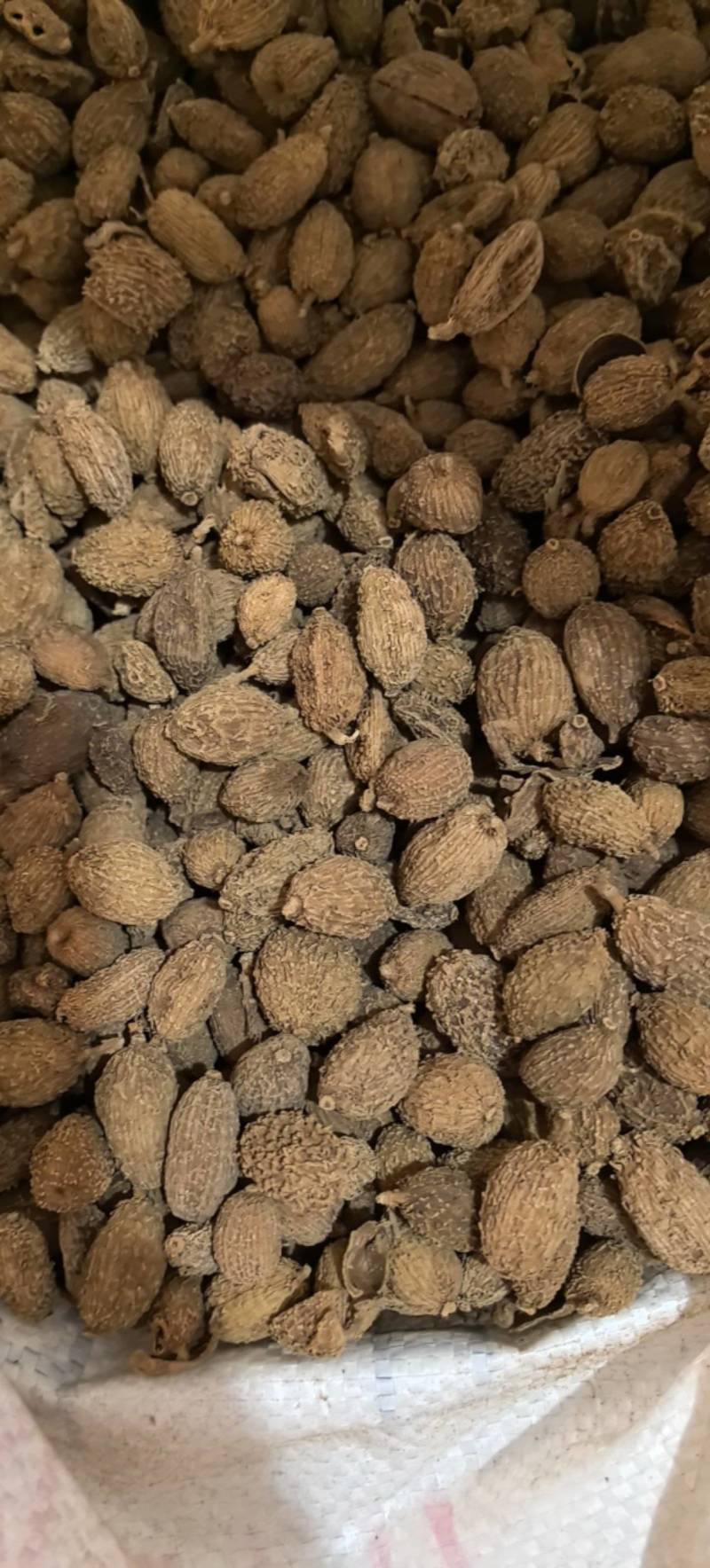 黄砂仁进口砂仁毛砂仁圆果货干度走货源稳定量大