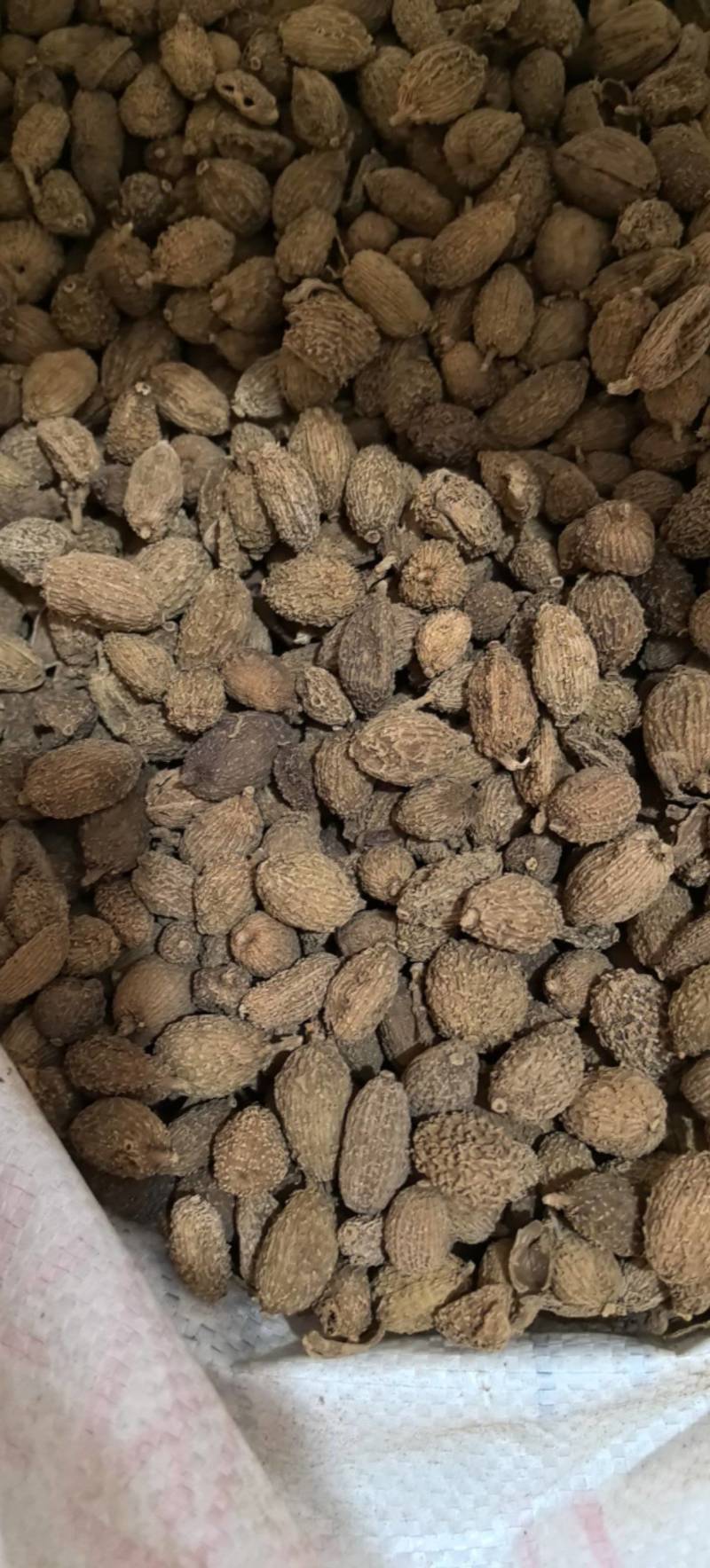 黄砂仁进口砂仁毛砂仁圆果货干度走货源稳定量大