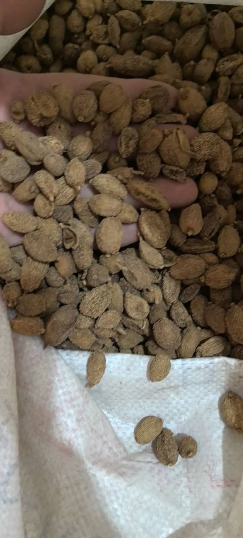 黄砂仁进口砂仁毛砂仁圆果货干度走货源稳定量大