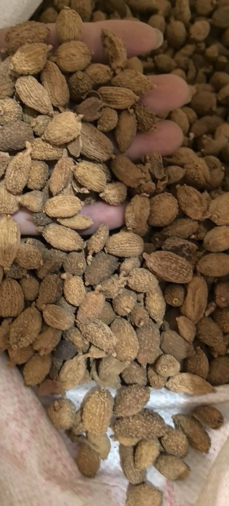 黄砂仁进口砂仁毛砂仁圆果货干度走货源稳定量大