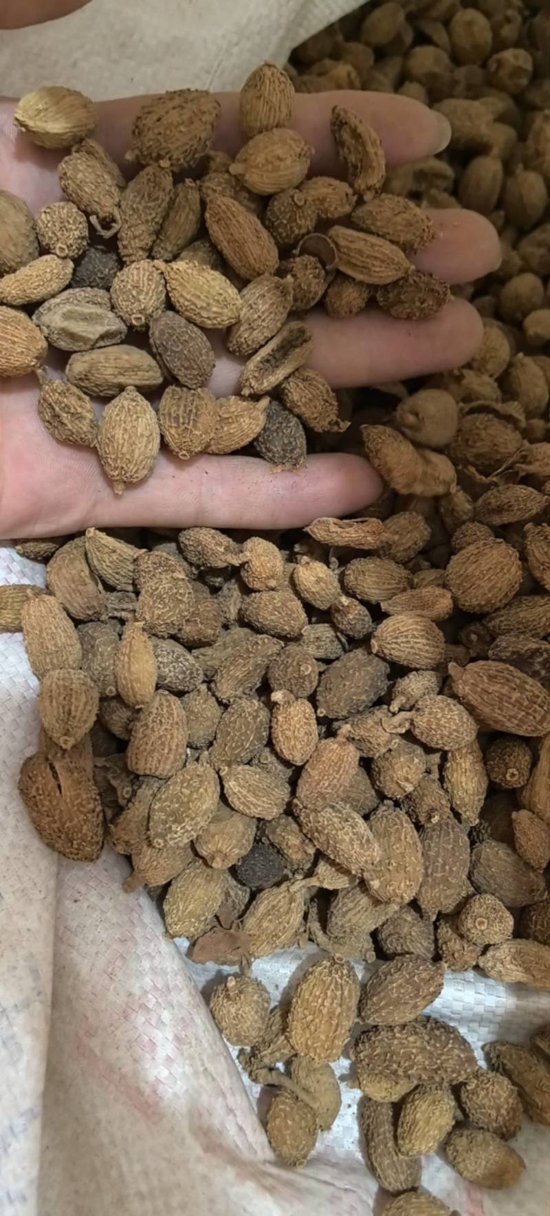 黄砂仁进口砂仁毛砂仁圆果货干度走货源稳定量大