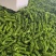 夏邑精品301薄皮大椒