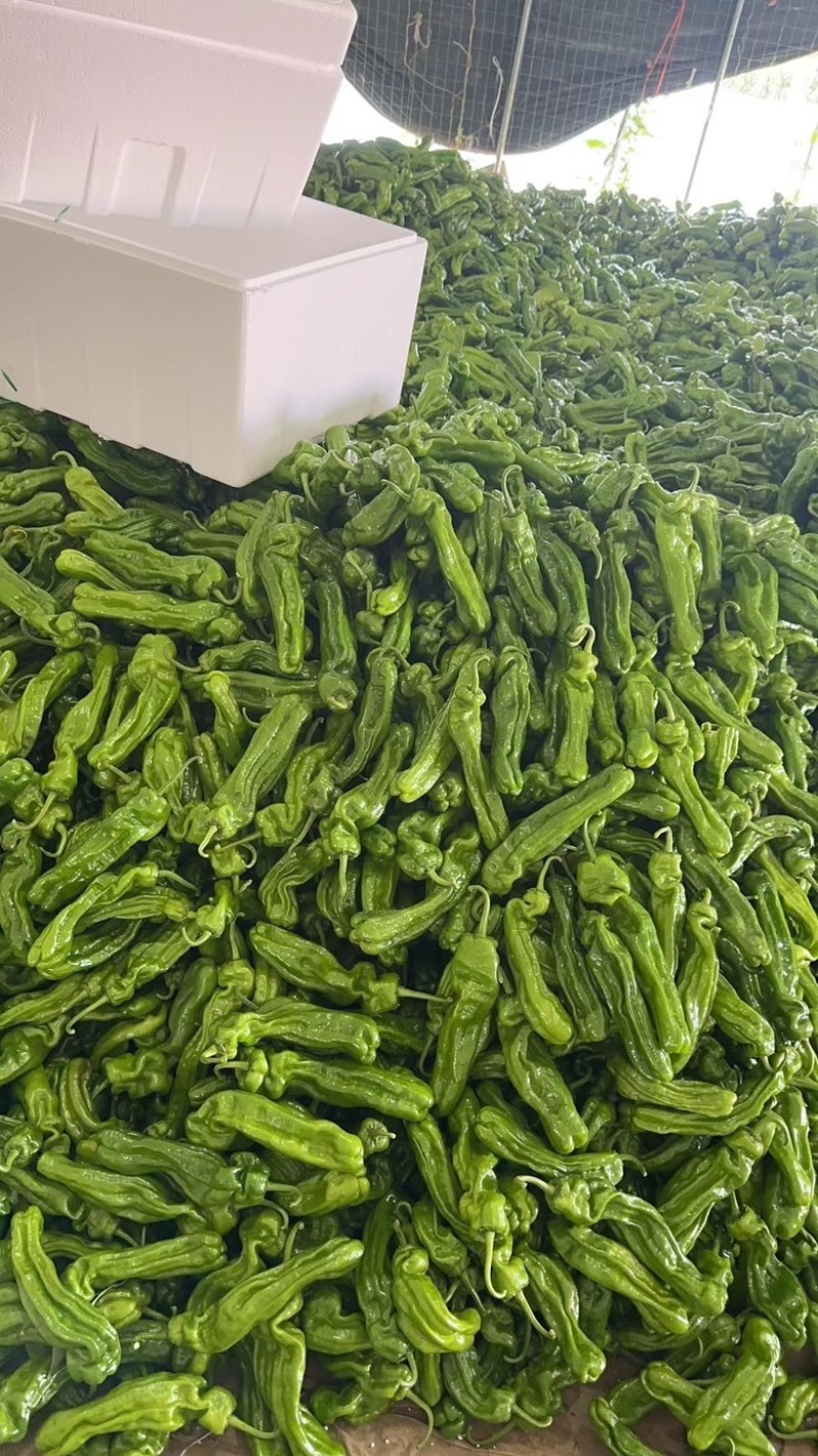夏邑精品301薄皮大椒