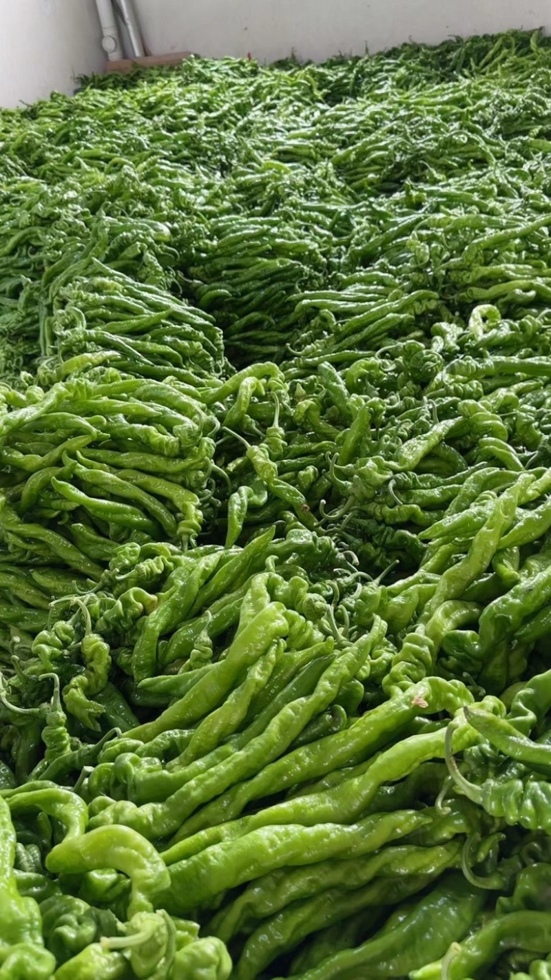 夏邑精品301薄皮大椒