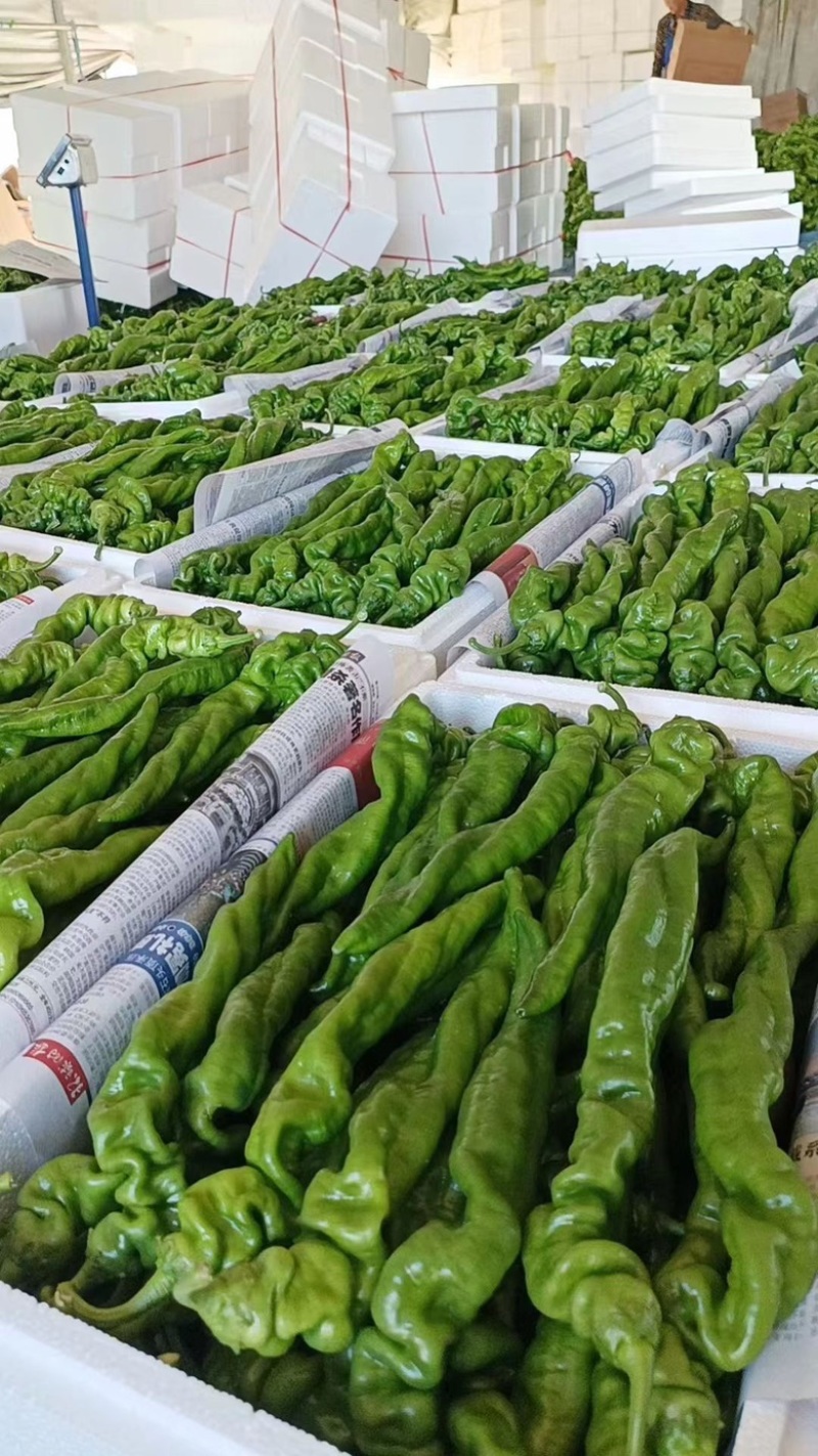 夏邑精品301薄皮大椒