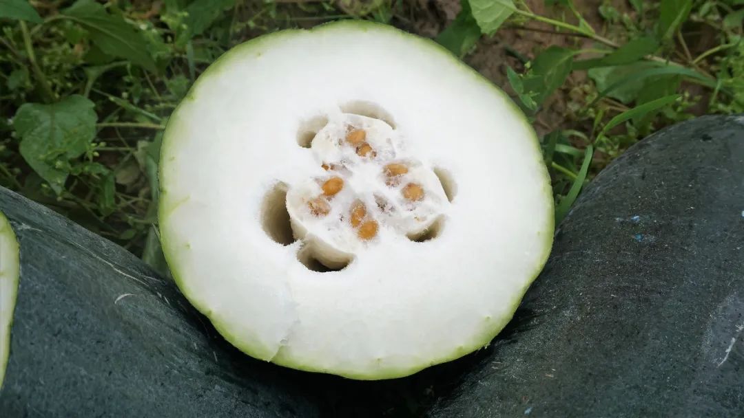 一个完整的黑皮冬瓜被横向切开,露出洁白厚实的果肉,内部清晰可见数十粒椭圆形、淡黄色的冬瓜籽均匀分布在瓜瓤中央,背景为木质厨房台面,自然光线明亮 黑皮冬瓜切开露出白色果肉与排列整齐的冬瓜籽