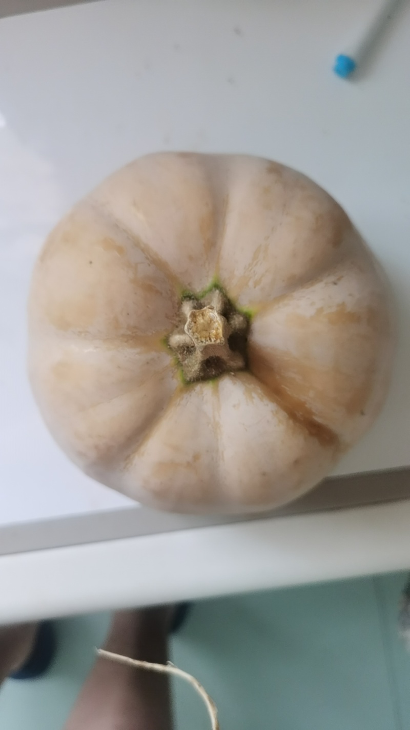 雨叁黔水果小南瓜量大从优质量保证诚信经营欢迎咨询