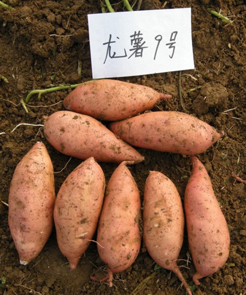 湖北龙薯九号丨龙九红薯丨产地大量供货丨可发全国欢迎来